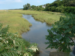Trib. at Ploughed Neck Road DOWNSTREAM