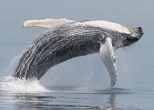 breaching-humpback-whale