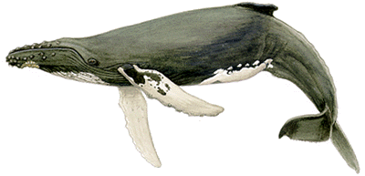 humpback-whale