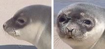  Všimněte si tupého profilu a tmavé tváře mladistvých tuleňů s kapucí. Povolení NMFS č. 775-1600-10