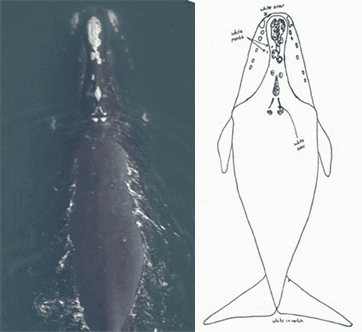 right-whale-identification