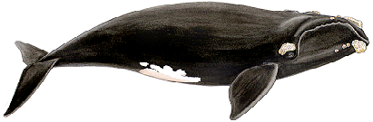 right-whale