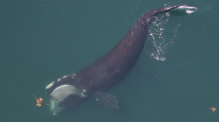 A right whale exhibits its manuverability as it makes a sharp turn while subsurface feeding. (Note that the brown object in front of the whale is seaweed on the surface of the water.) 
