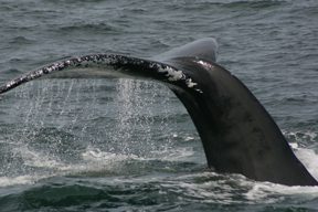 whale-scar