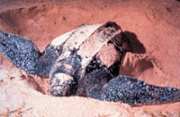 Nesting leatherback. source: NOAA