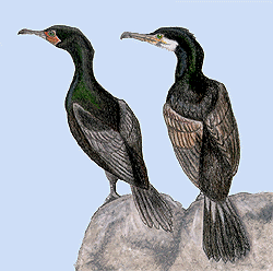 Note the orange throat pouch of the double- crested cormorant and the white of the great cormorant 