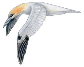 The long pointed, black-tipped wings of an adult gannet; head pointed down while hunting