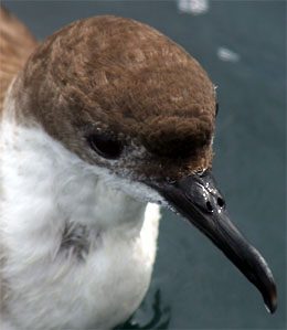 The face of a greater shearwater- note the  covered, or tubed, nostrils 