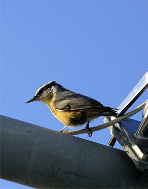 Red-breasted nuthatch 