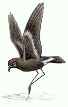 A Wilson's storm-petrel  patters at the surface  while feeding 