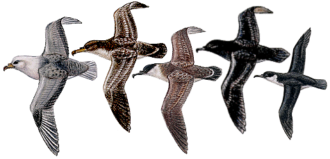 Similar shaped, soaring tubenoses from Stellwagen: light phased fulmar; Cory's shearwater; greater shearwater; sooty shearwater and Manx shearwater 