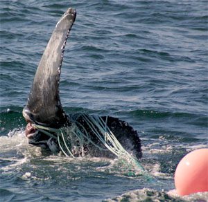Deformed by its entanglement, this humpback was likely "cut free" leaving the most dangerous part of the entanglement on the whale