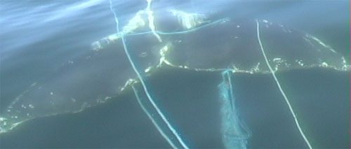 The flukes of an entangled humpback with line and monofilament netting trailing behind 