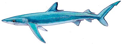 Streamlined shape of a blue shark 