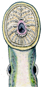 the face of the sea lamprey