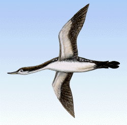  Common loon in flight; note the long, sleek  shape and low, hanging head and neck
