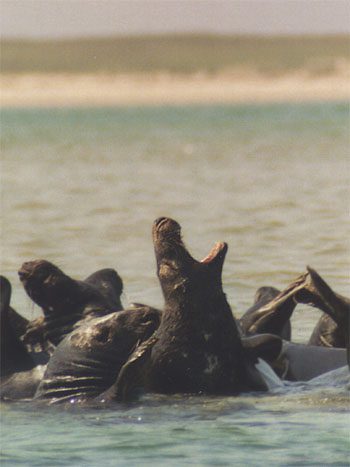 Mature gray seals battling at breeding time. 