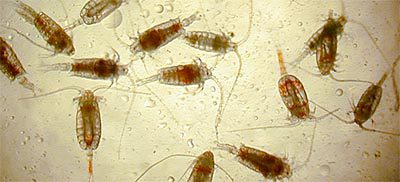 Just over a few millimeters in length but exceptionally abundant and diverse, copepods graze upon plant plankton and are grazed upon by almost everyone else - as animals that drift, they are considered part of the zooplankton community.