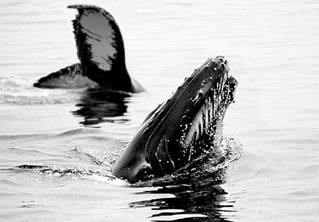 The face of a new generation: the flukes of the humpback Dyad during a dive and the head of her '99 calf during a spy-hop