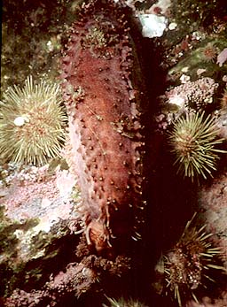 Orange-footed sea cucumber and green sea urchins.