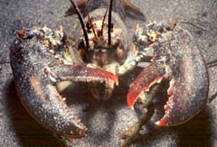 Lobster during threat display