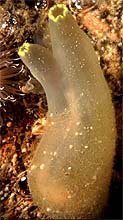 Sea vase showing siphons