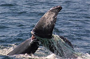 Badly entangled flukes of a humpback whale