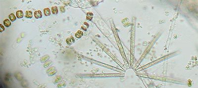 Green chloroplasts enclosed within silica is a general rule elaborated upon by phytoplankton - many of these designs keep the plants from sinking - small as they may be, drifting plants are the backbone of this habitat.