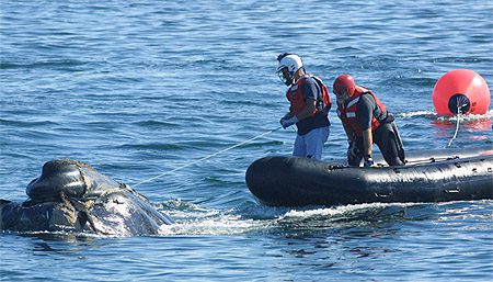 Team towed by a right whale as entangling lines were removed