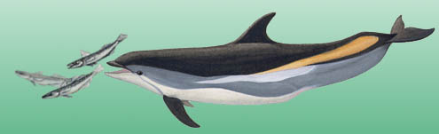A white-sided dolphin hunting silver hake (whiting); from the surface, look for the swaths of white, gray and yellow and the tall, curved dorsal fin