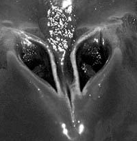 The paired nostrils of a humpback; a baleen whale 