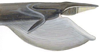 Open mouth and baleen of the right side of a fin whale 