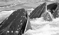 Heads of two feeding humpbacks