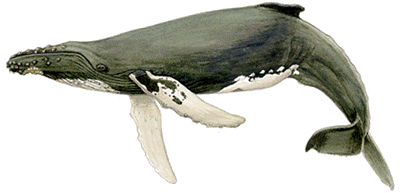 Long white flippers and irregular dorsal fin are characteristic of North Atlantic humpbacks 