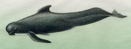 long-finned pilot whale; note the large, Low dorsal fin; round head; long, curved flippers and black skin