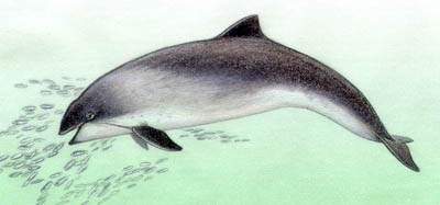 A harbor porpoise feeding on herring -  note the low, triangular dorsal fin; small, rounded flippers  and lack of a prominant beak or rostrum