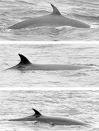 Three photo identification shots of sei whales from Stellwagen; are they different individuals? 