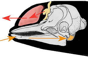 Diagram of harbor porpoise head showing skull, nasal passages in yellow, melon in red and inner ear in  orange. red arrows: sounds leaving;  orange arrows: sounds returning 