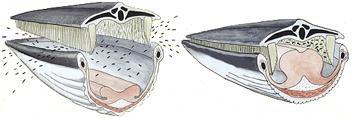 Baleen Whales Feeding