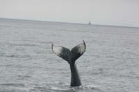Whales are a common site in Stellwagen Bank National Marine Sanctuary 