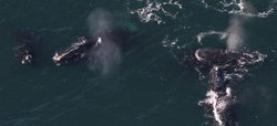 North Atlantic right whales in Cape Cod Bay. PCCS image taken under NOAA Fisheries Permit 14603 with authority of the ESA. 