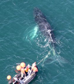 The response team pulls itself up the entanglement to assess the condition of the humpback whale anchored in gear off Mount Desert Island, Maine. PCCS Image taken under NOAA Permit #932-1905. 