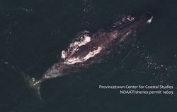 Bowhead whale observed off the coast of Orleans, MA. PCCS image under NOAA Permit #14603