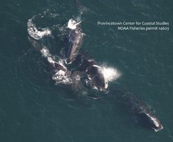  Bowhead whale in a Surface Active Group with North Atlantic right whales off the coast of Orleans, MA. PCCS image under NOAA Permit #14603