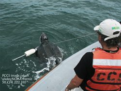 Leatherback sea turtle freed on Wednesday off Truro. PCCS image under NOAA 50 CFR 222.310.