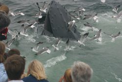 Whale watchers aboard the Dolphin Fleet get a birds-eye view of a feeding humpback.PCCS image.