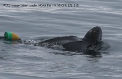 Leatherback sea turtle freed on Tuesday in Cape Cod Bay. PCCS image under NOAA permit 50 CFR 222.310