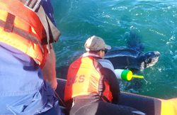 Responders from the Center for Coastal Studies and the USCG work to free an entangled leatherback turtle. PCCS image under Permit # 50 CFR 222.310.