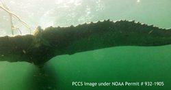 PCCS Marine Entanglement Response Team works to free entangled humpback whale. PCCS image taken under NOAA permit 932-1905.