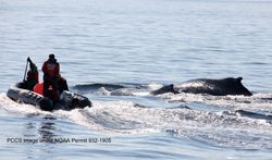Marine Animal Entanglement Response team from Provincetown Center for Coastal Studies works to free entangled humpback calf. PCCS image taken under NOAA permit 932-1905 with authority of the ESA.
